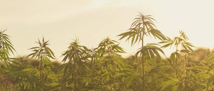 「神道」で大麻は神聖な植物