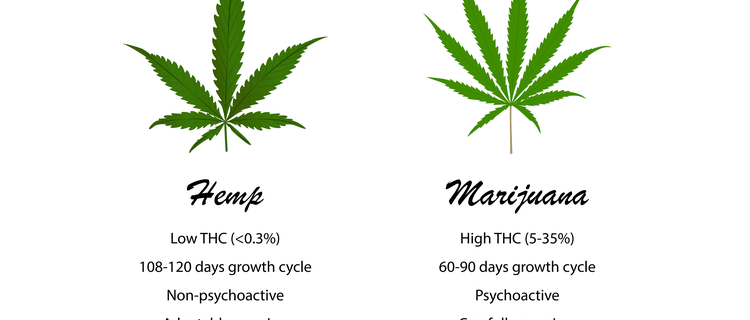 まとめ：麻と大麻は異なるもの！