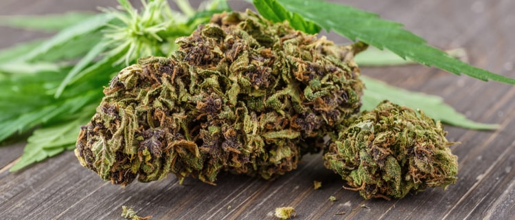 まとめ：大麻の花や芽には大麻の主成分THCが多く含まれている！