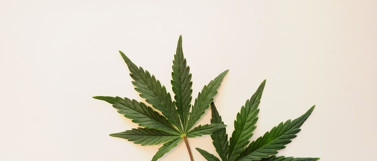 大麻の葉