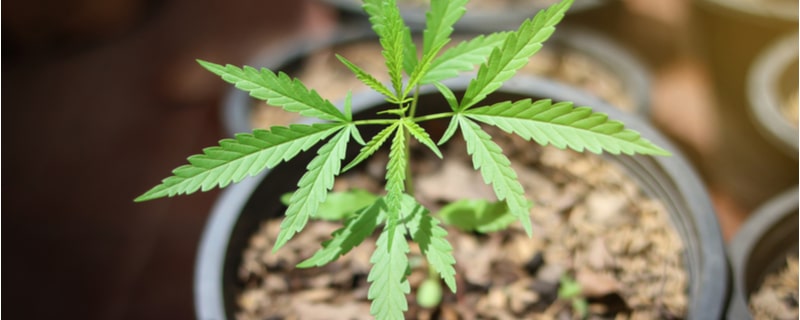 成長中の大麻の苗